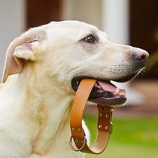 Canine Harness and Pet-Safe Dog Harness: Ensuring Comfort and Safety for Your Furry Friend
