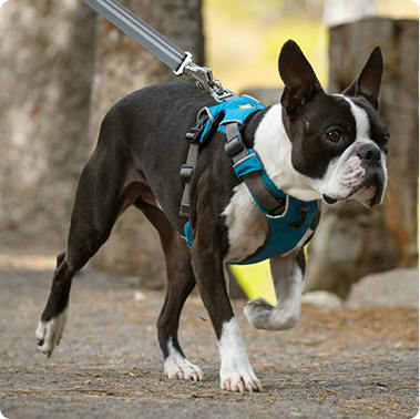 Market prospect of pet supplies?